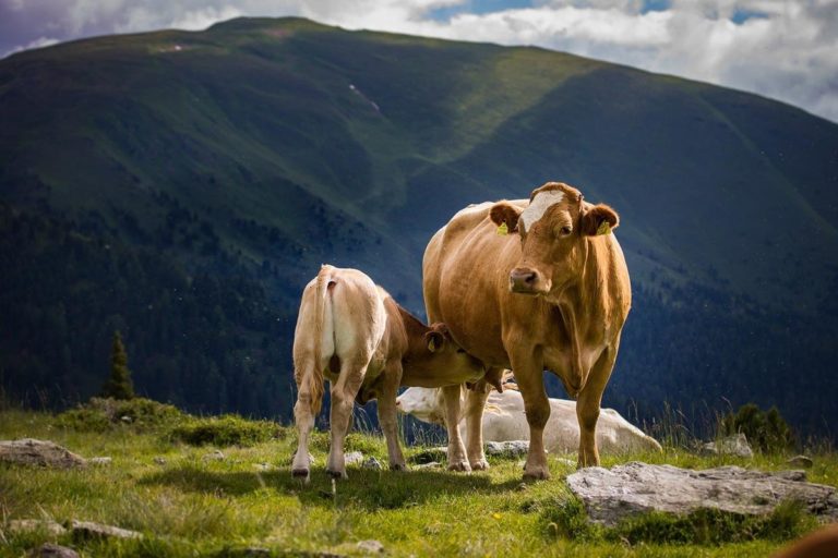 Siara krowia – znaczenie dla człowieka