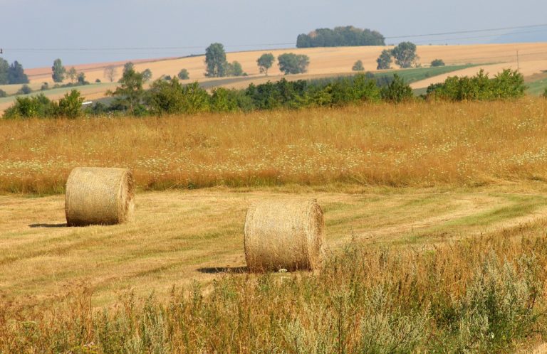 Jakie znajdziemy rodzaje herbicydów do zwalczania chwastów