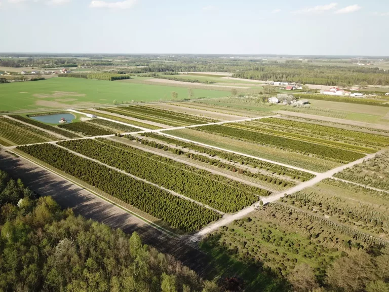 Jak wybrać najlepszą szkółkę roślin ozdobnych w warszawie